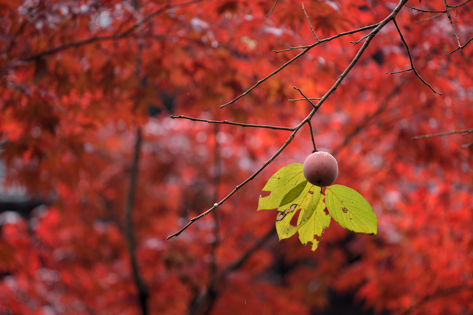 柿のある秋風景