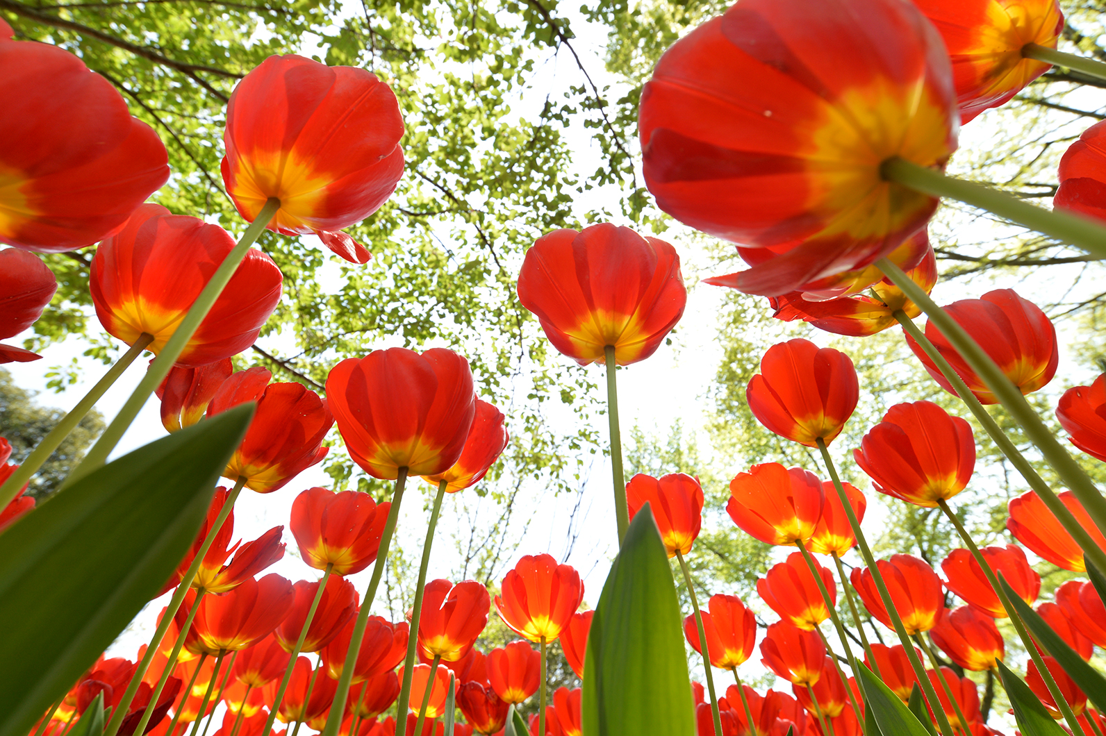 春の光の中に伸びるチューリップ