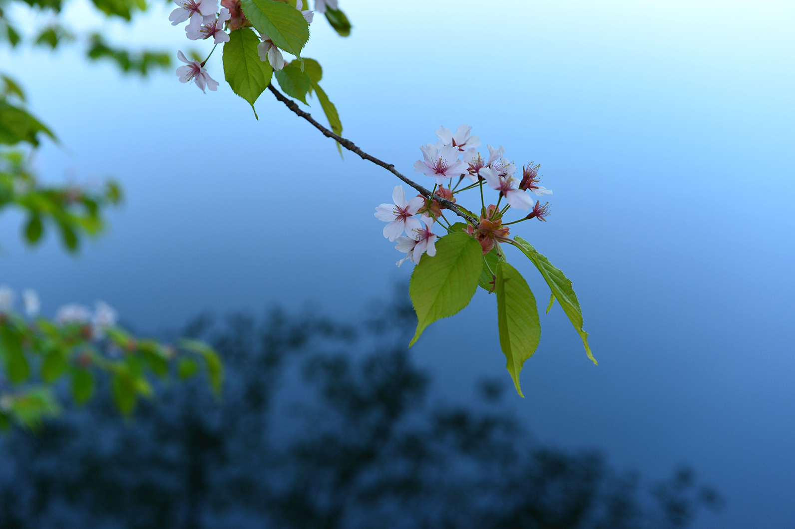 葉とサクラのコンビネーション