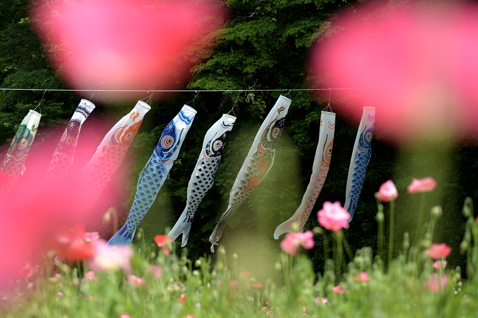 そよ風の中に泳ぐ鯉のぼり