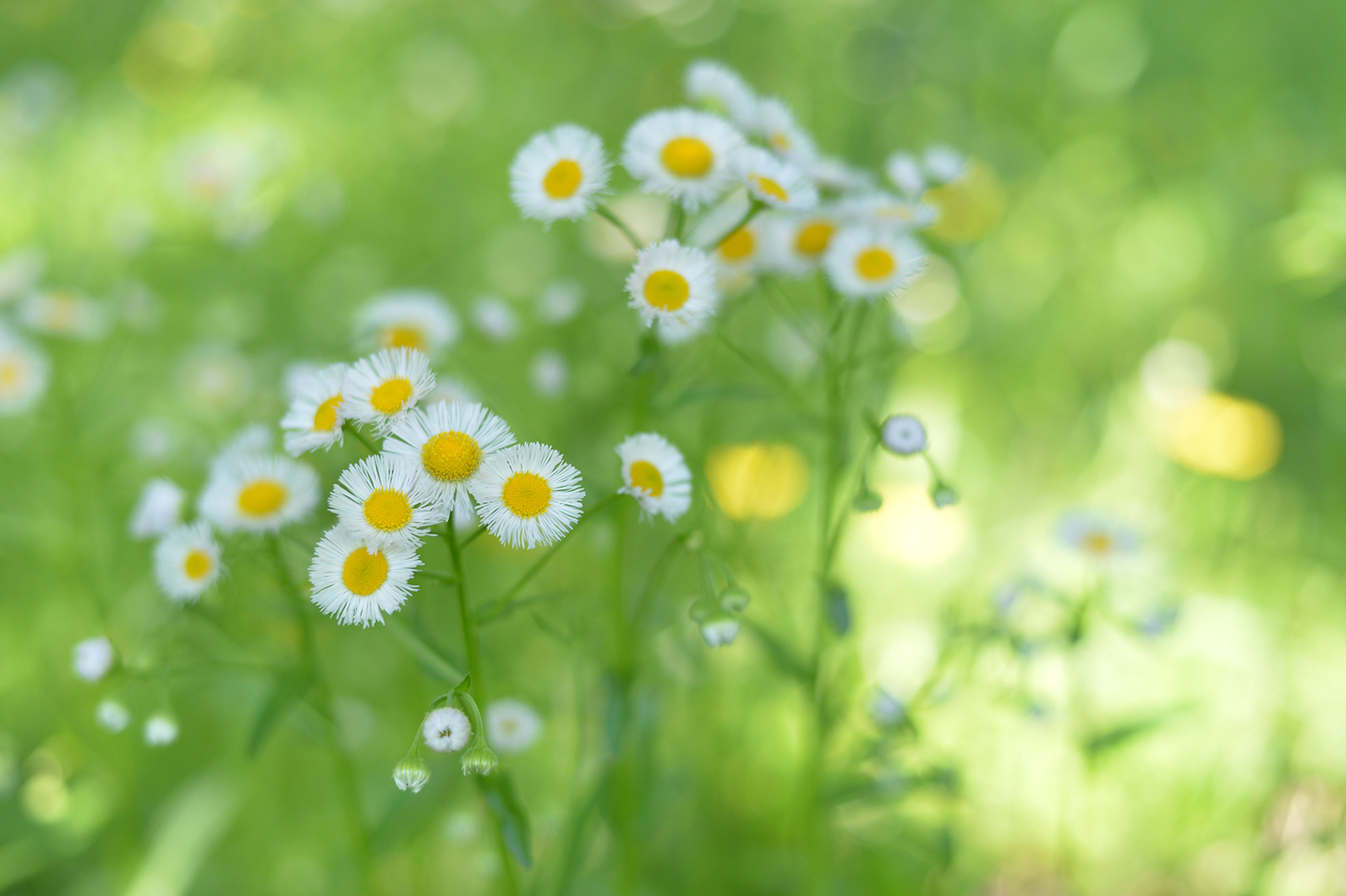 初夏の花々を楽しむ