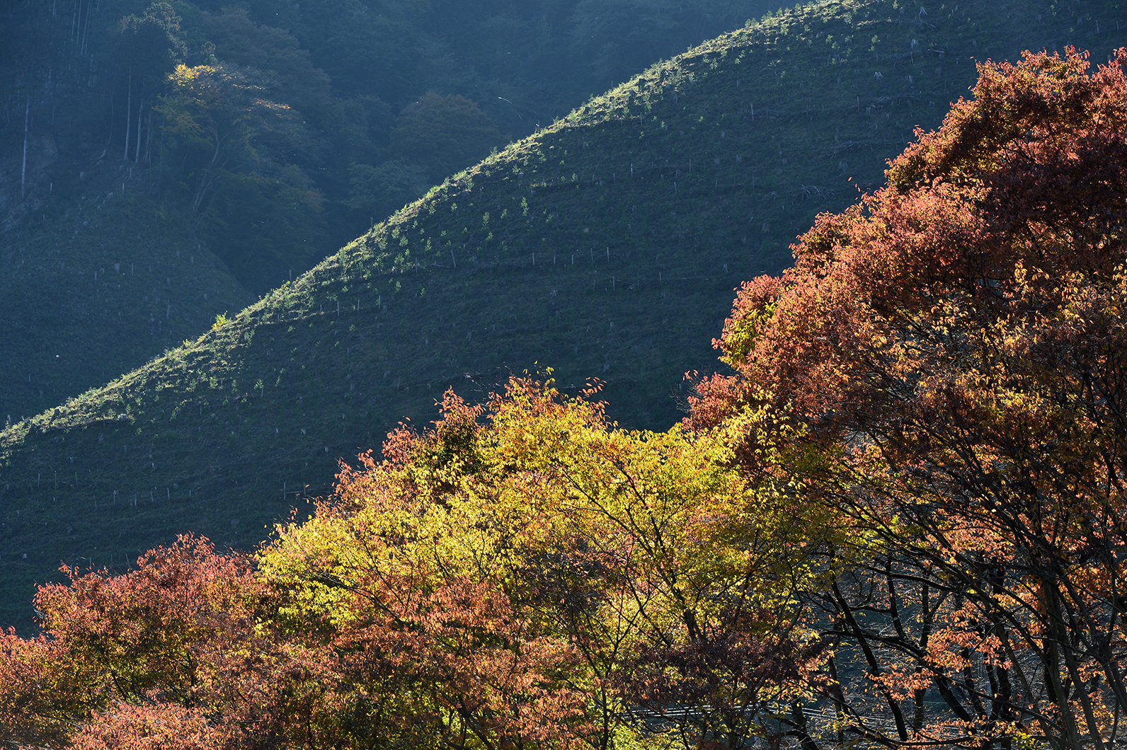 ダイナミックに秋を切り取る