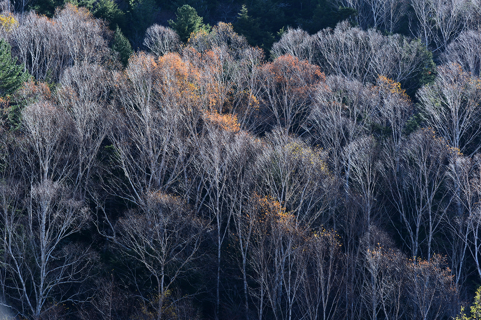 落葉の木々で晩秋を表現