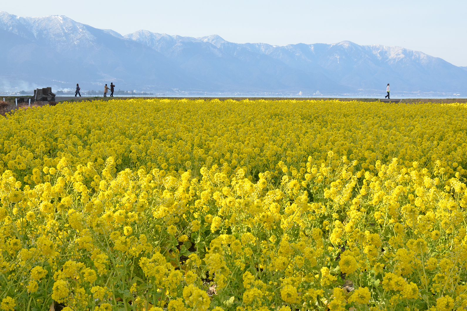 春の花、菜の花