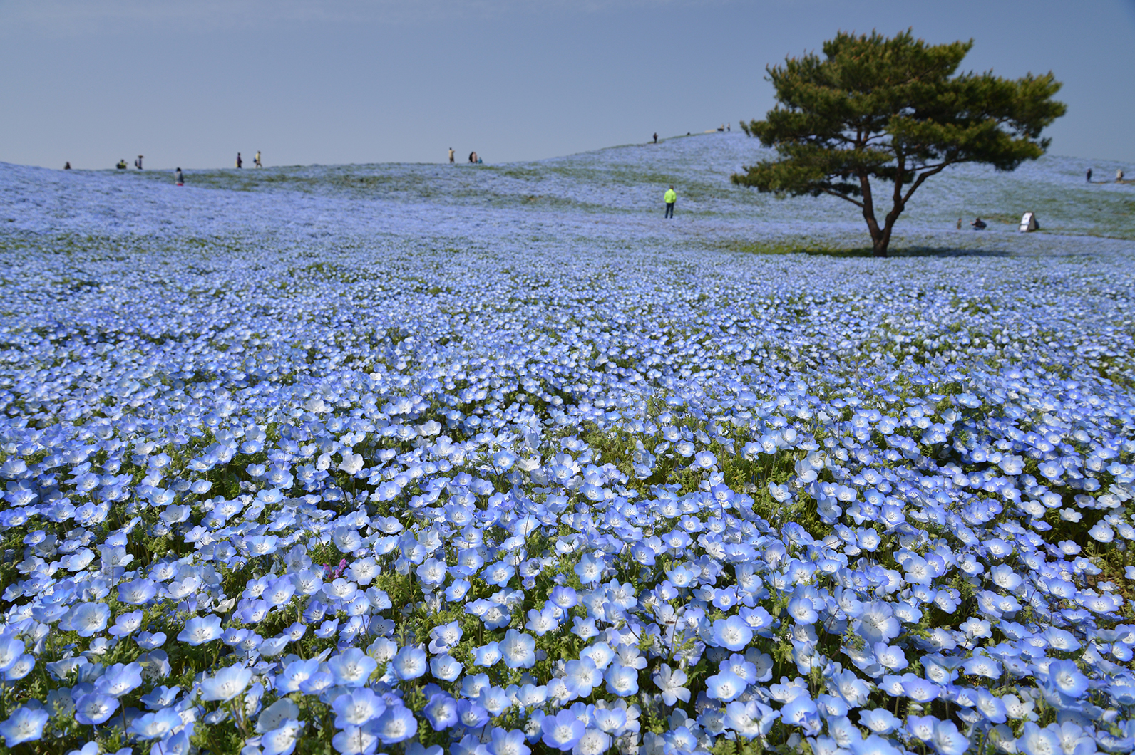 スケール感を意識してネモフィラを撮る