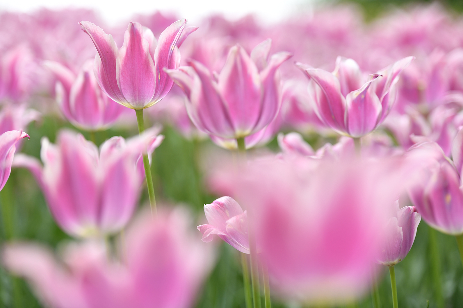 春光の中のチューリップ