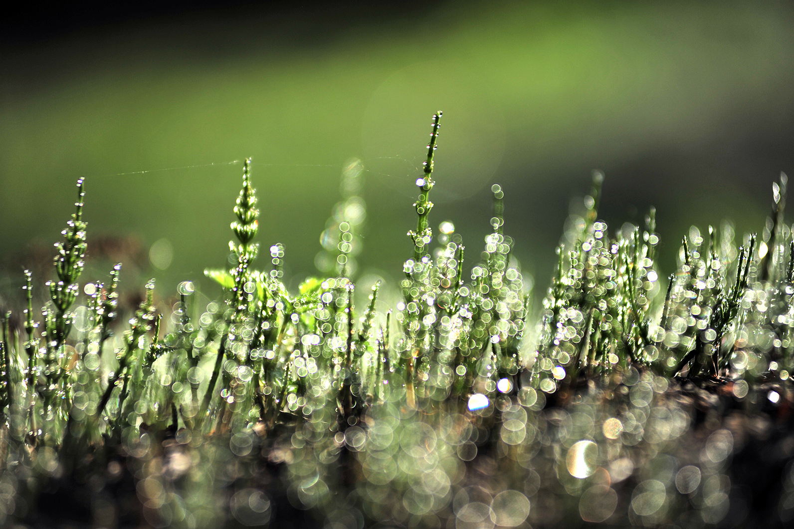 みずみずしい新緑