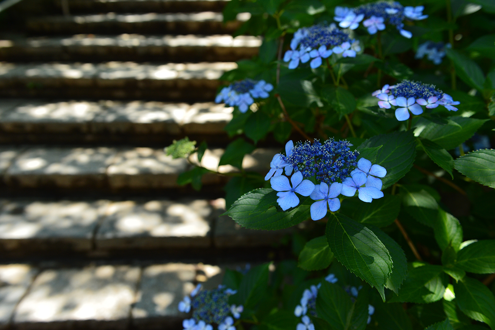 木漏れ日の中のアジサイ