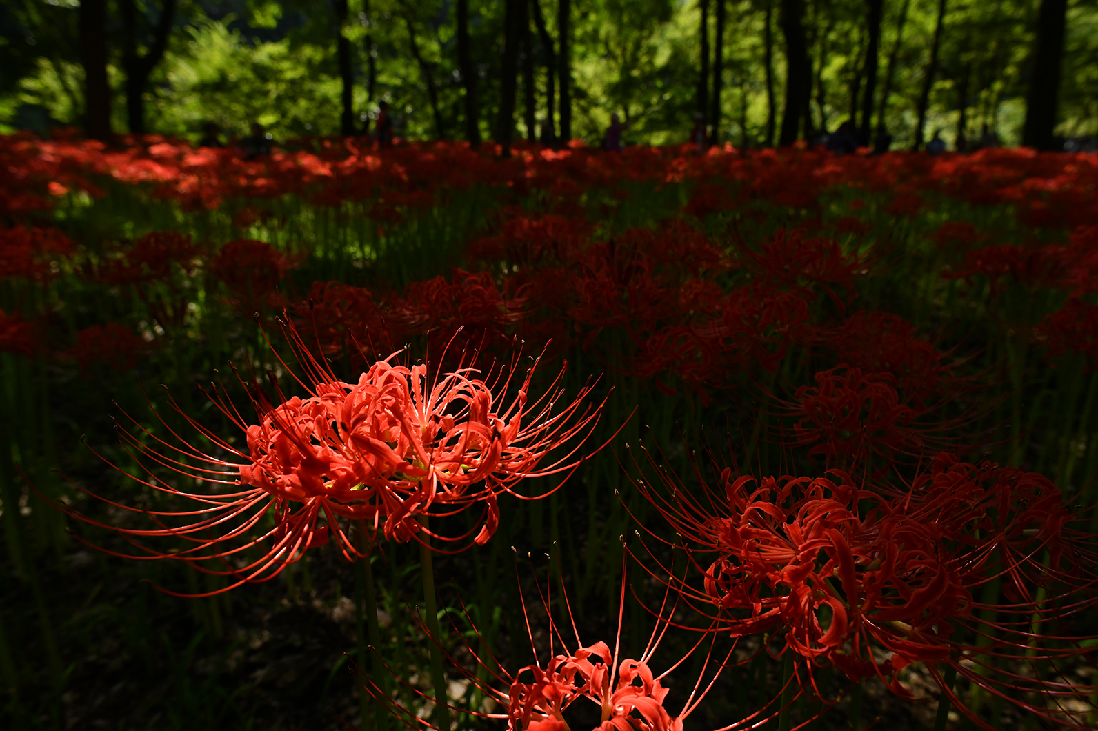 彼岸花の造形を楽しむ