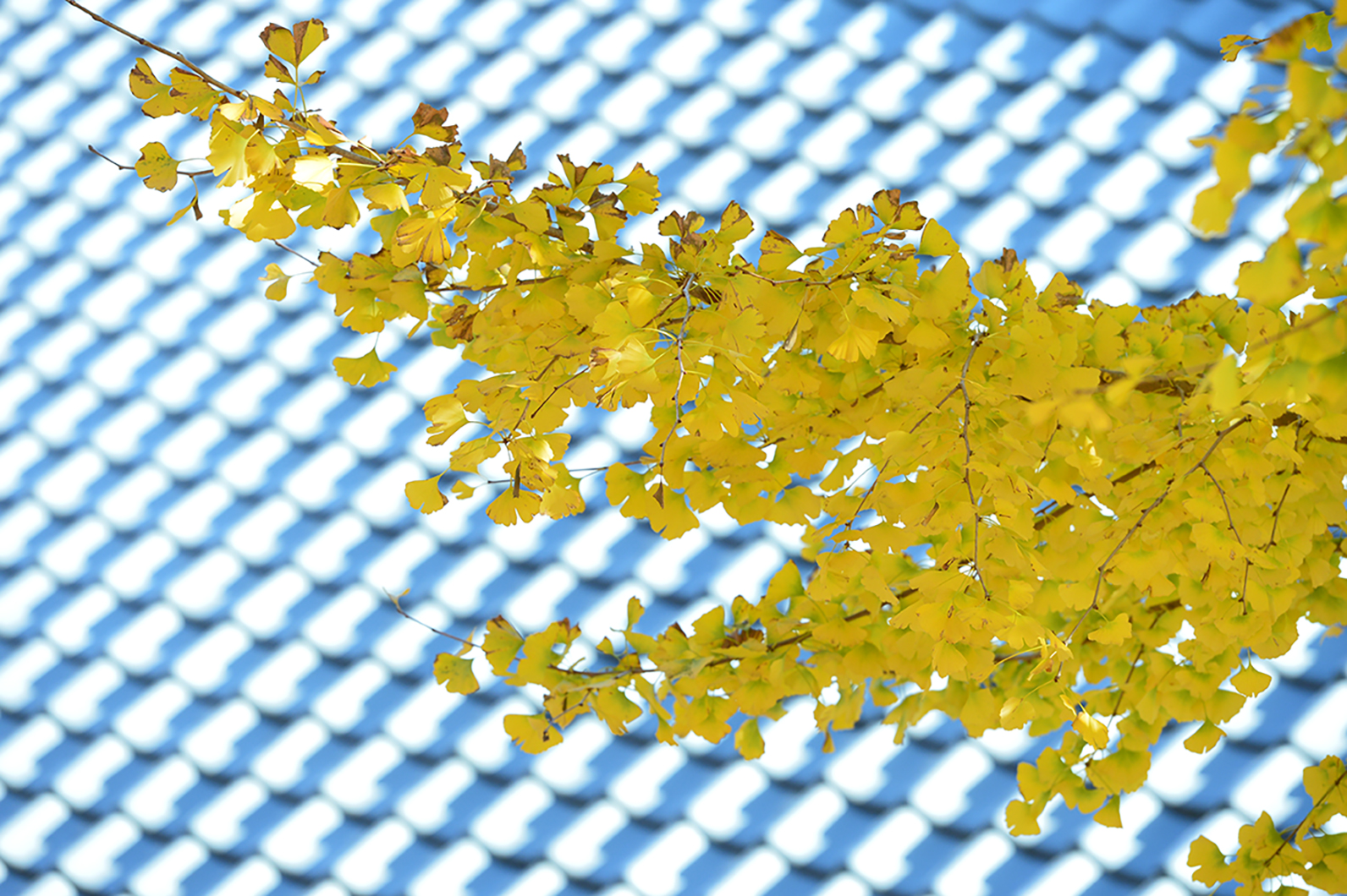 イチョウをさまざな角度で切り取る