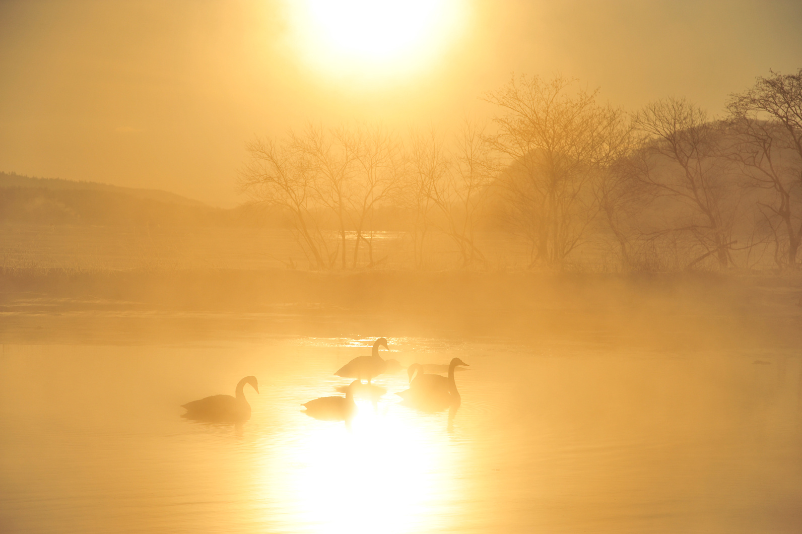 冬の空気感と共に鳥を捉える