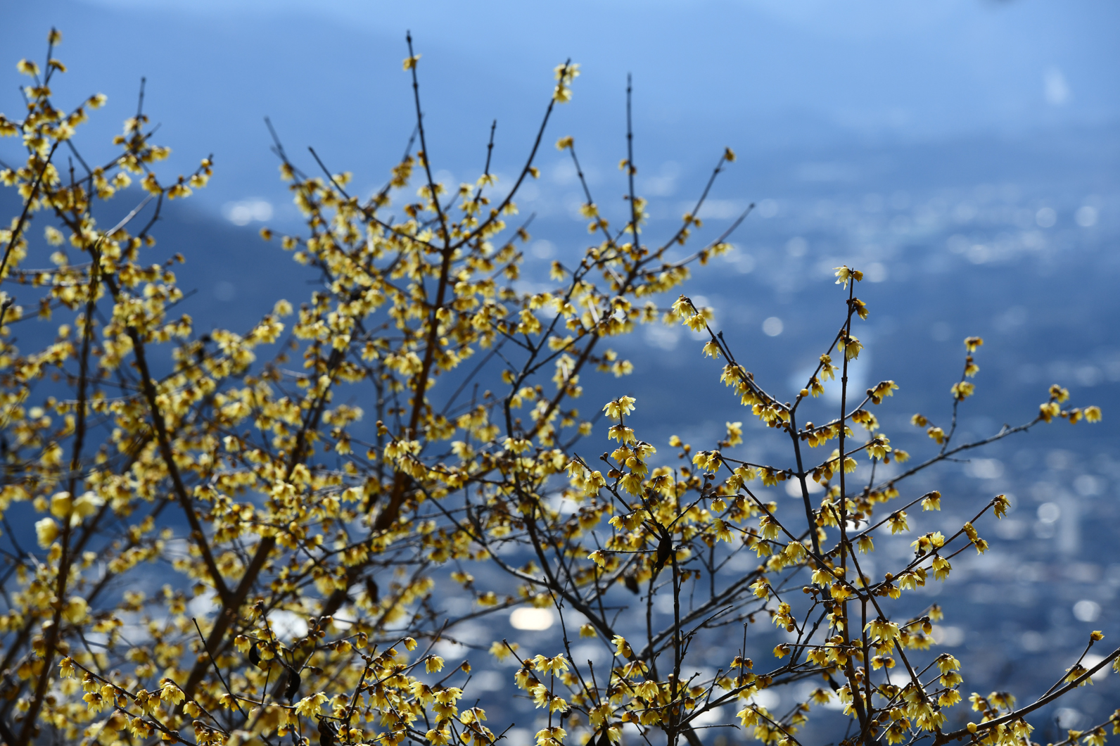 冬を彩る花、ロウバイ
