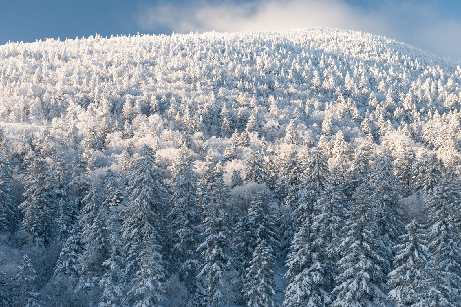 雪と木々が織りなす表情
