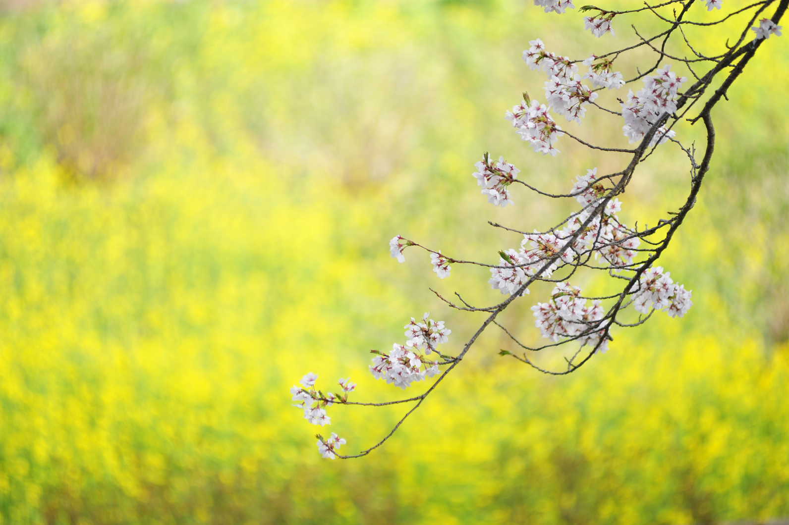 サクラと菜の花の競演