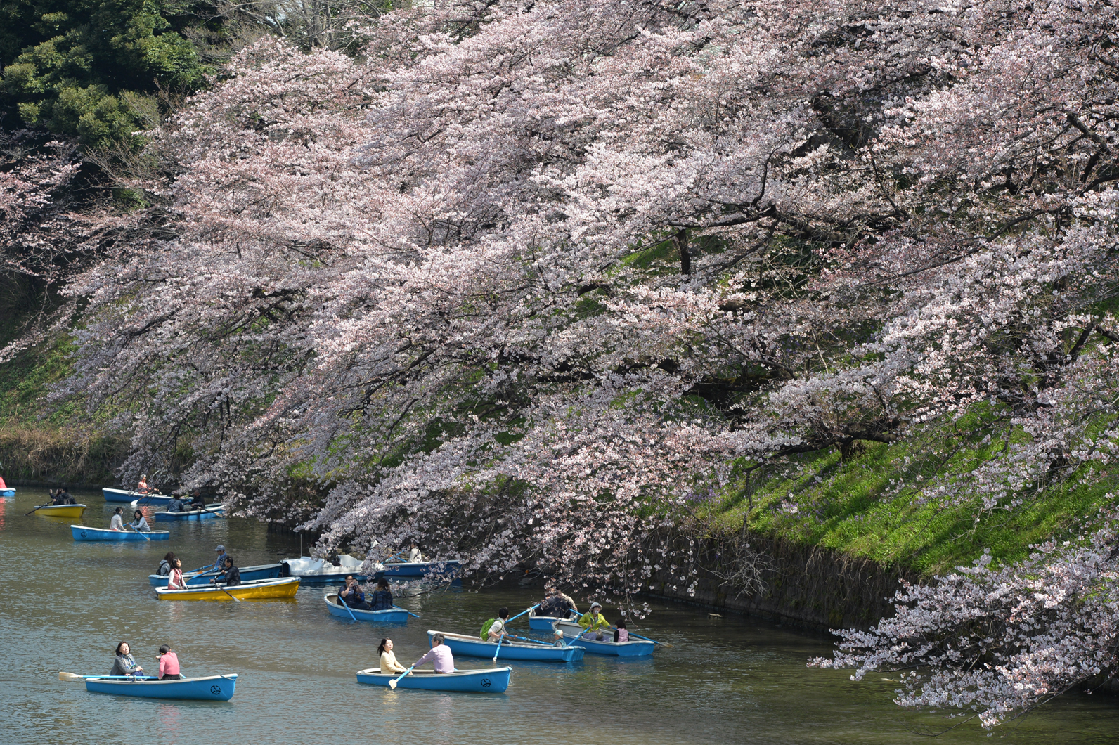 人々の暮らしを彩るサクラ