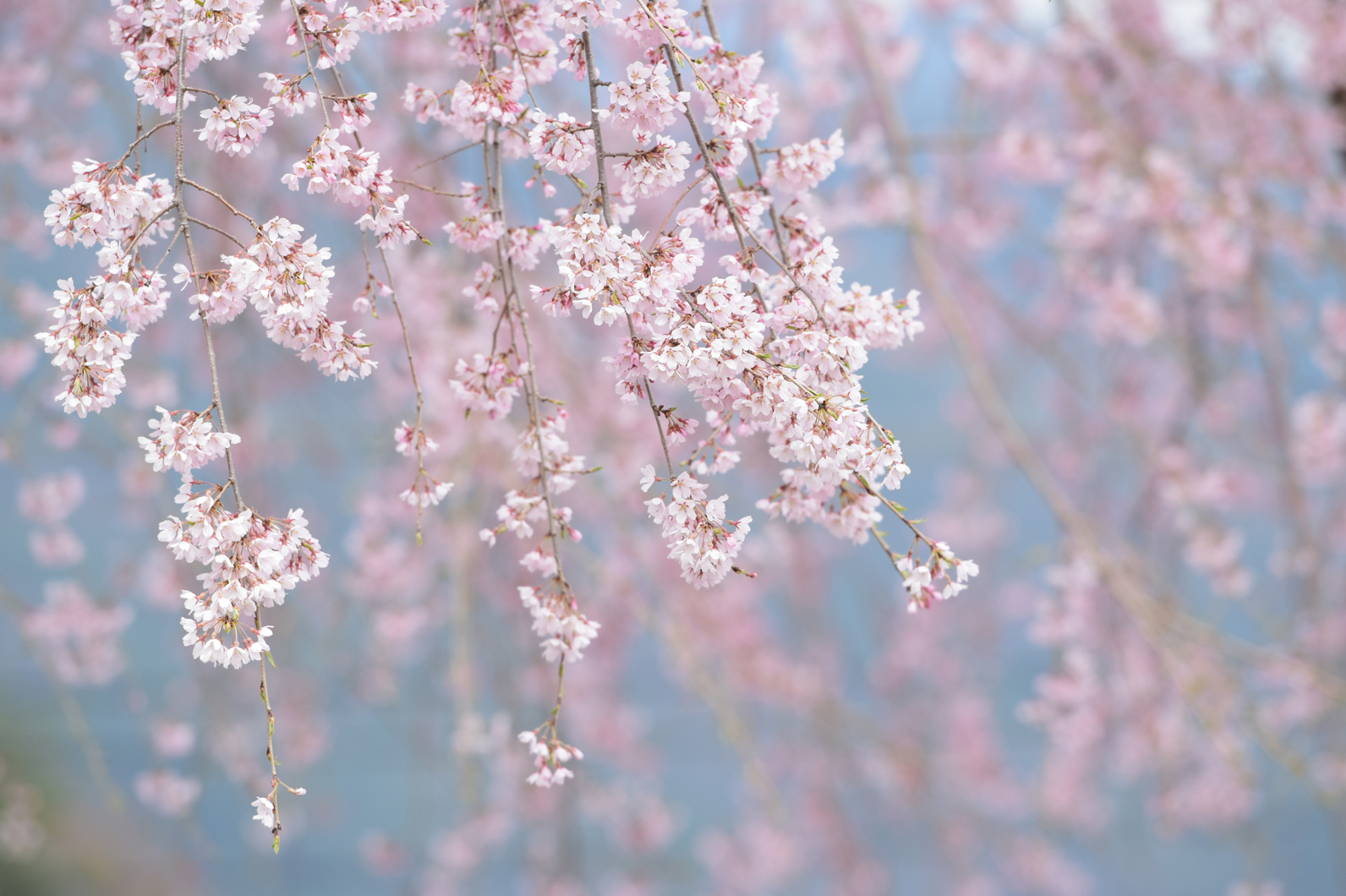 やさしい雰囲気のサクラ