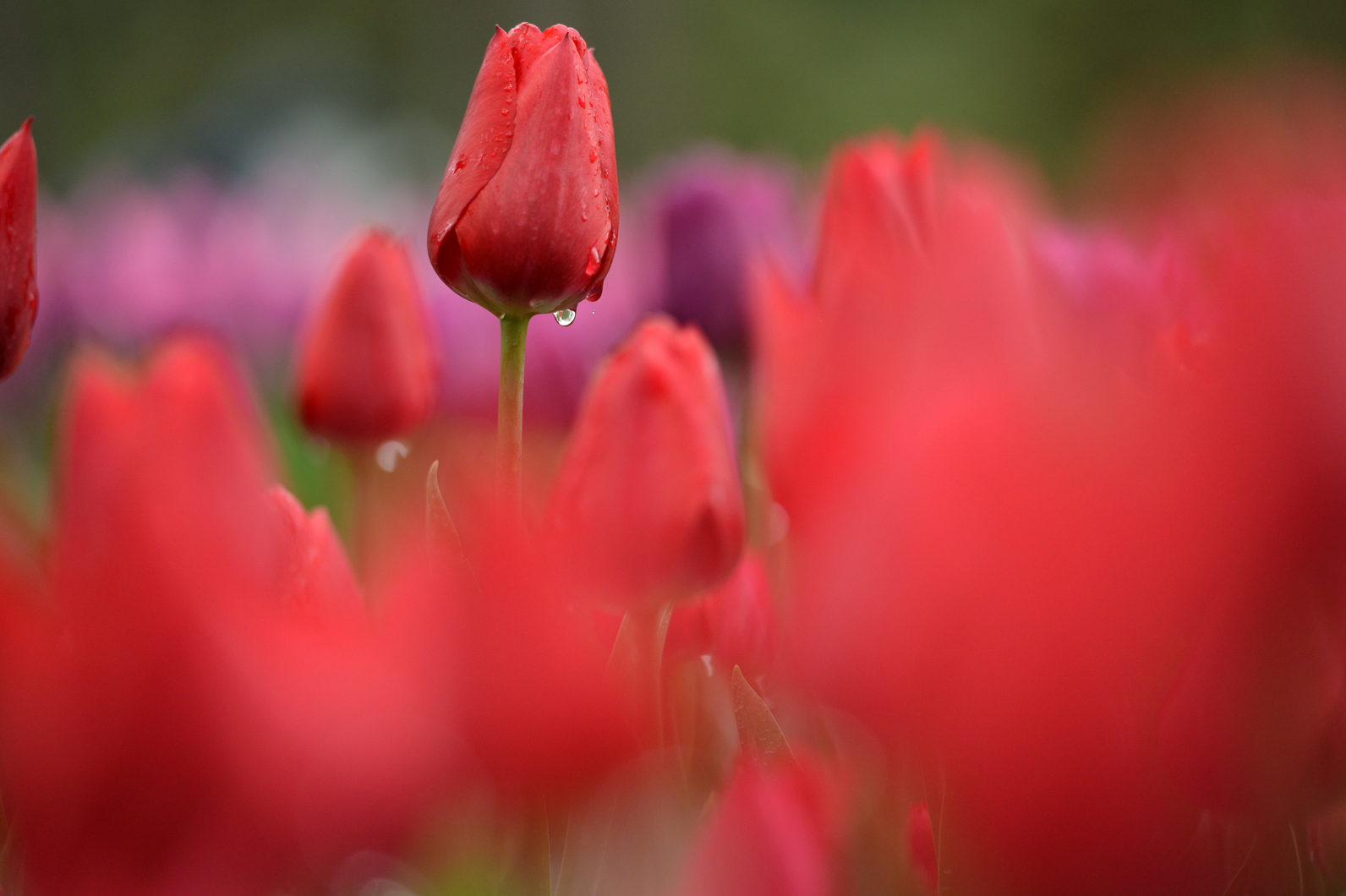 一輪のチューリップを印象的にとらえる