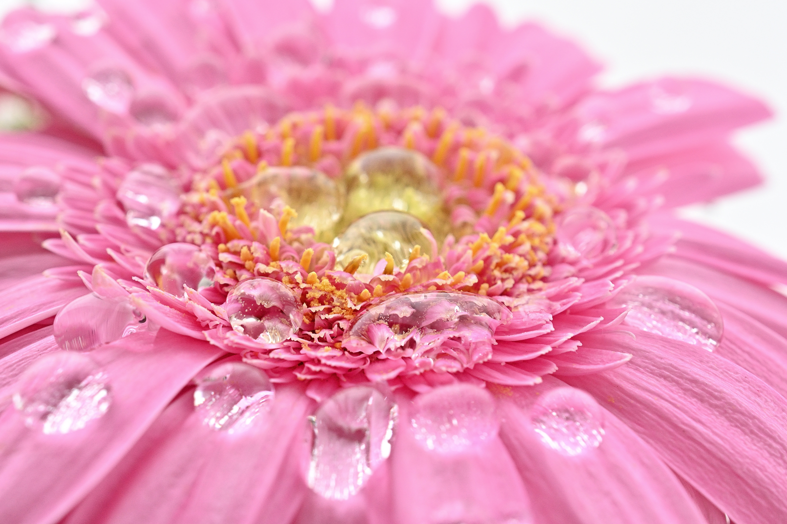 水滴で花を演出