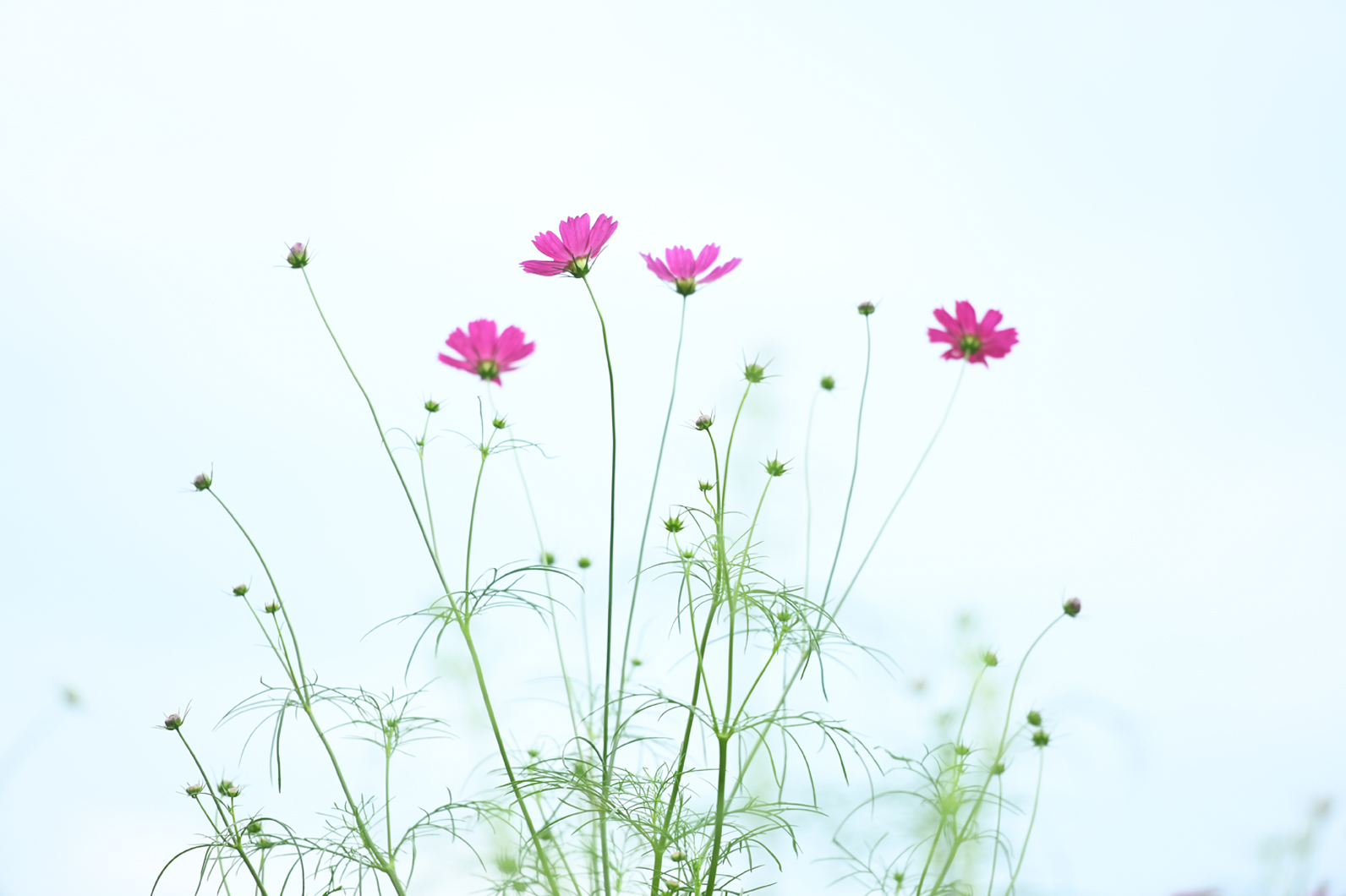 背景で印象の変わるコスモス