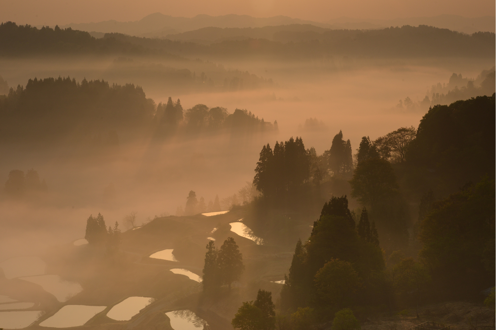 朝日に染まる里山風景