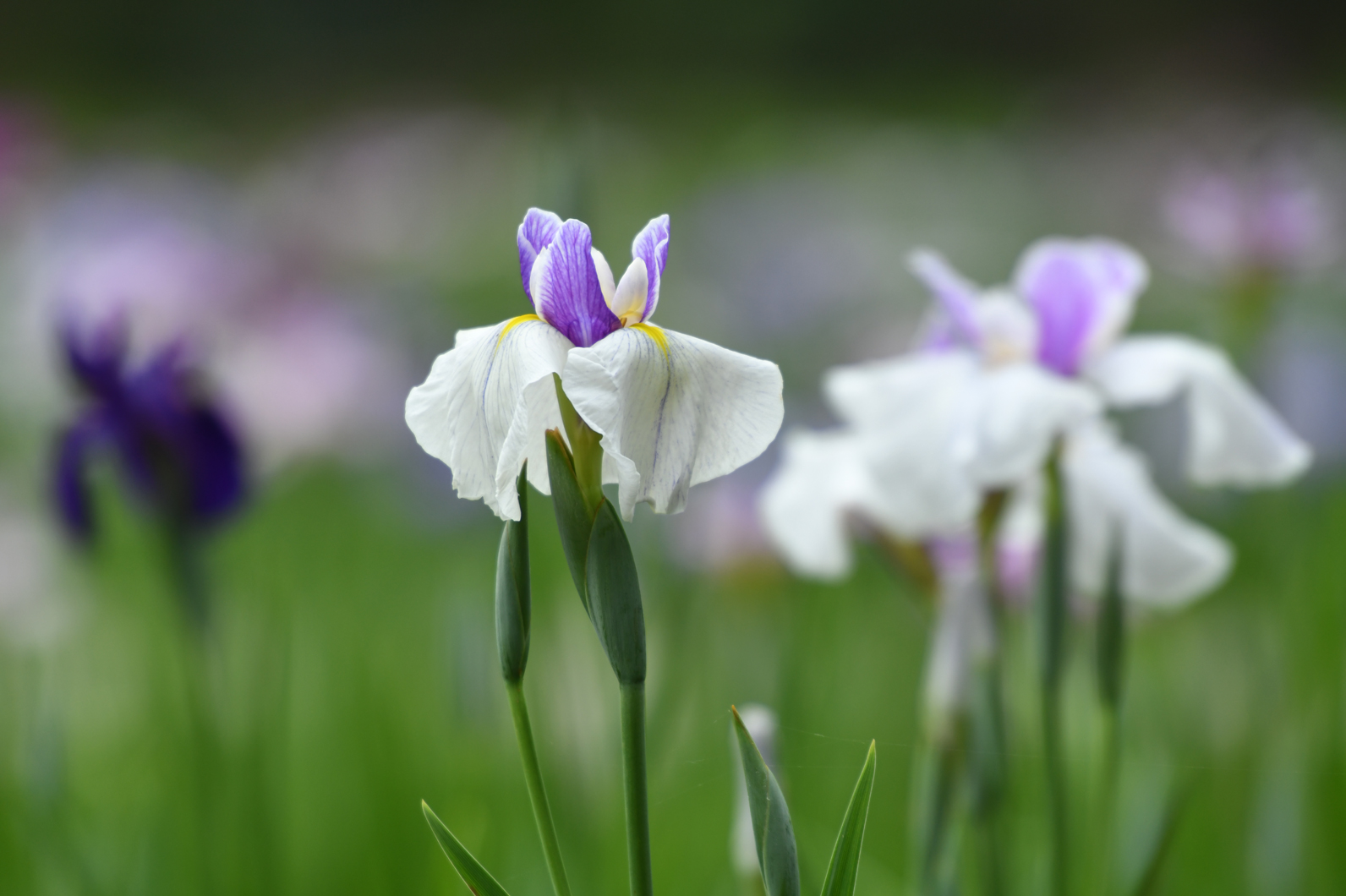 目線で表情が変わる花、花菖蒲