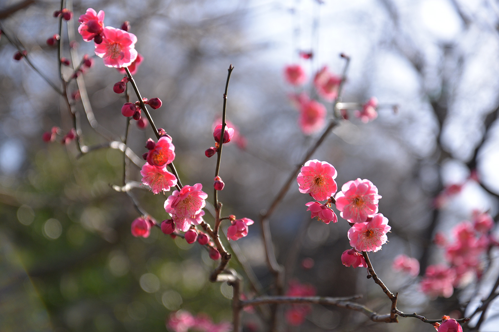 春の訪れを告げる梅
