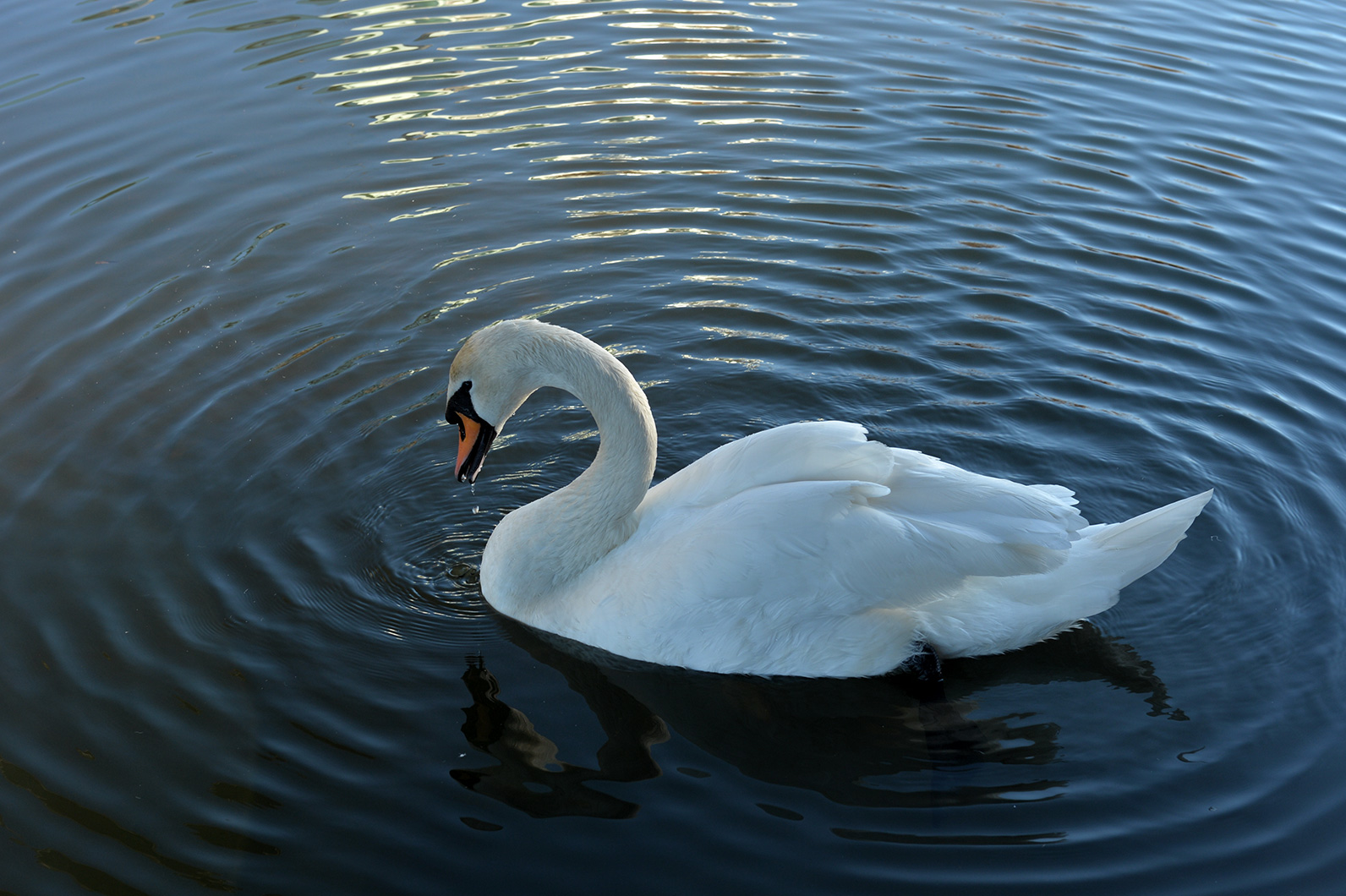 冬の使者、白鳥を追いかける