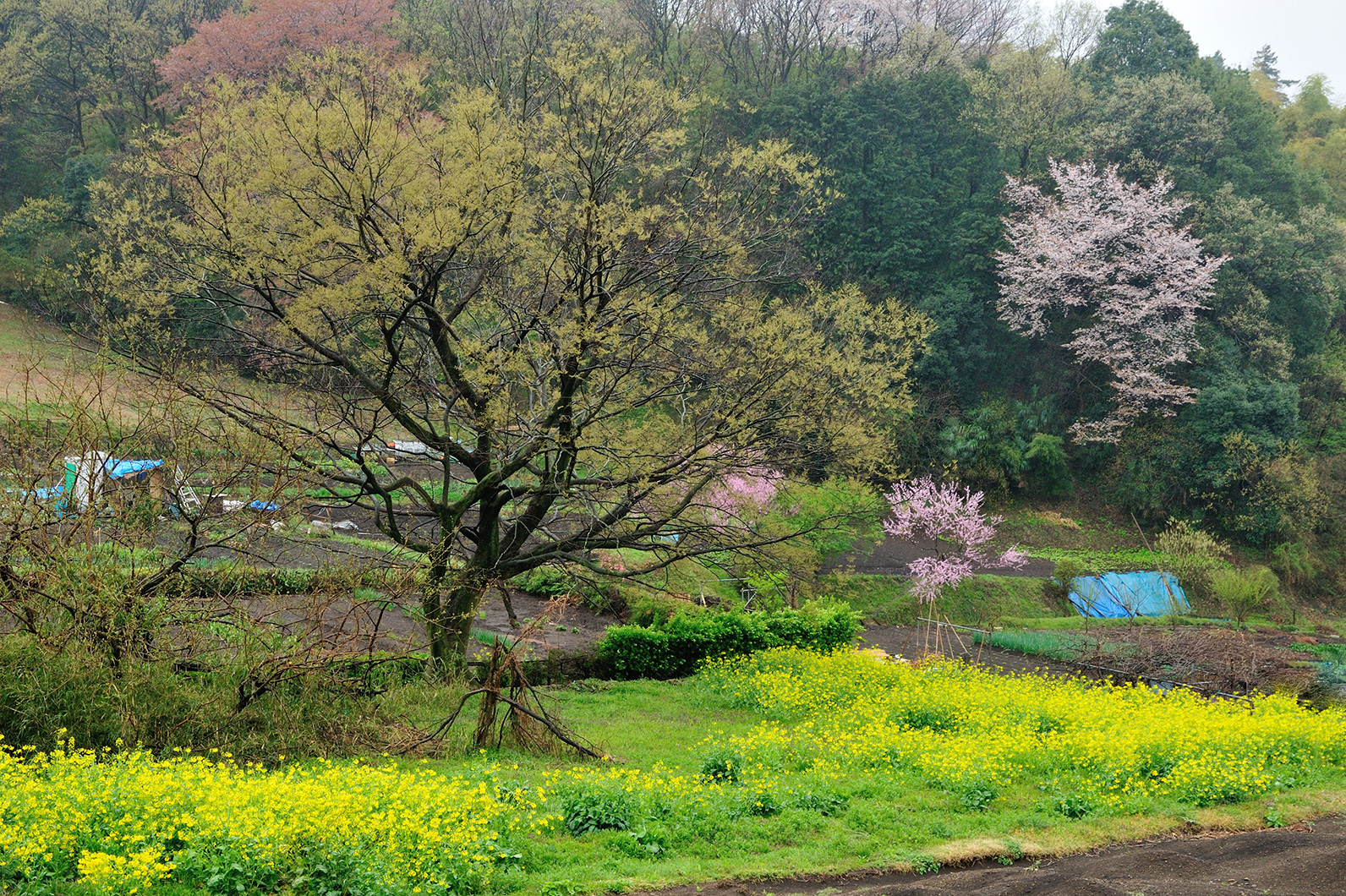 春の里山