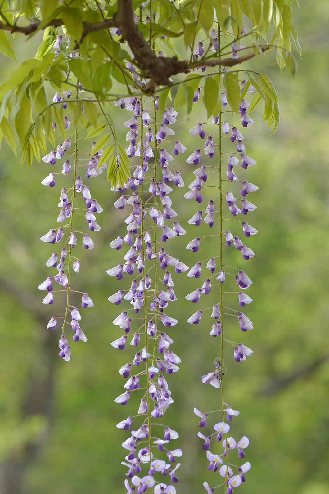 慎ましい美しさのフジの花