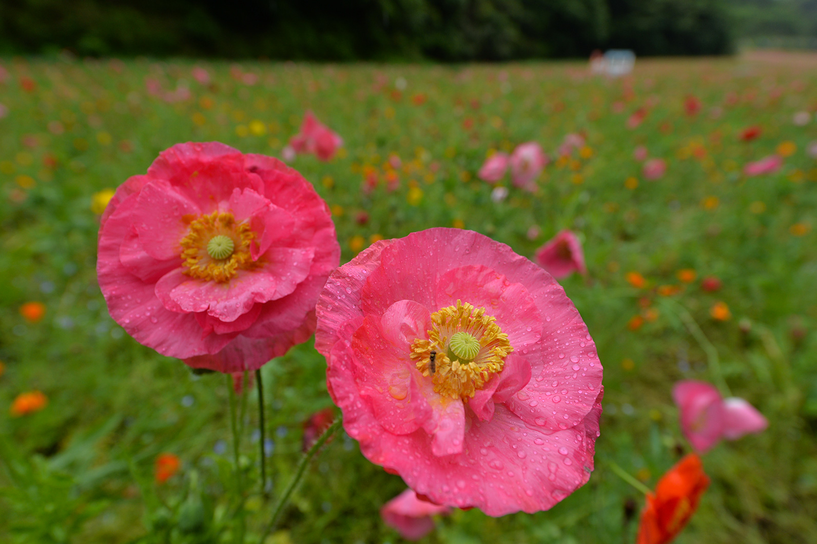 ポピーのある光景