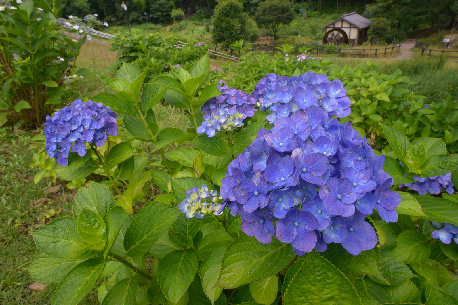 アジサイのある風景