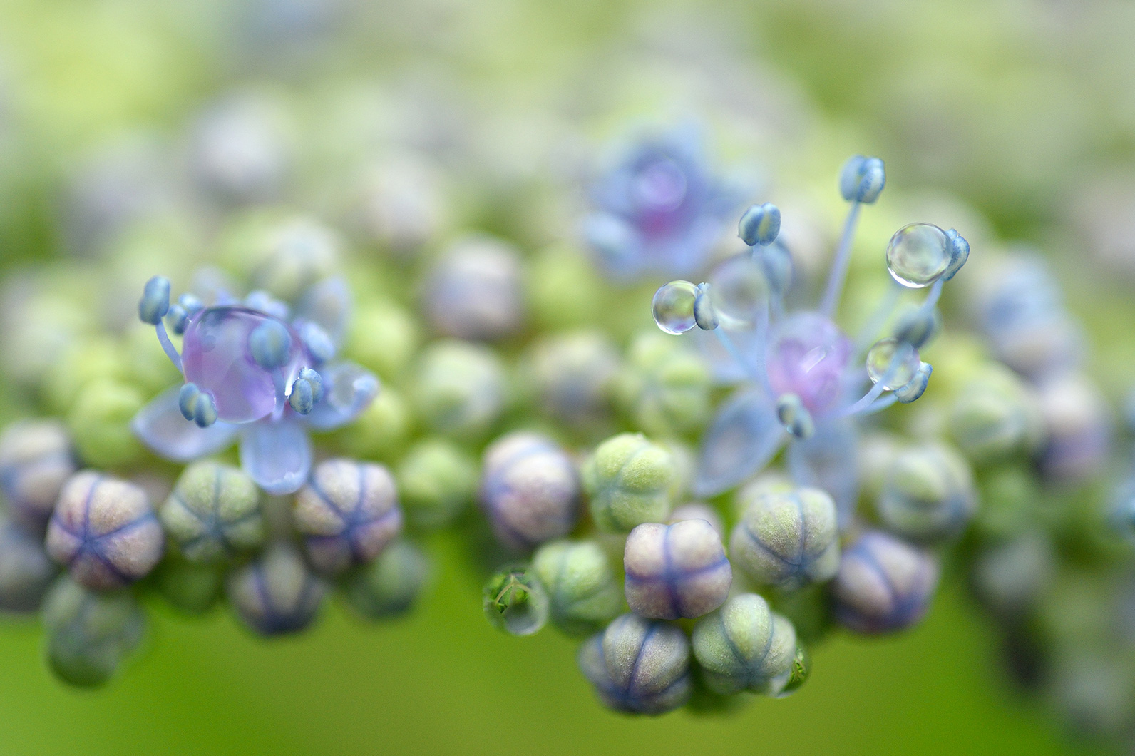 アジサイの造形を楽しむ