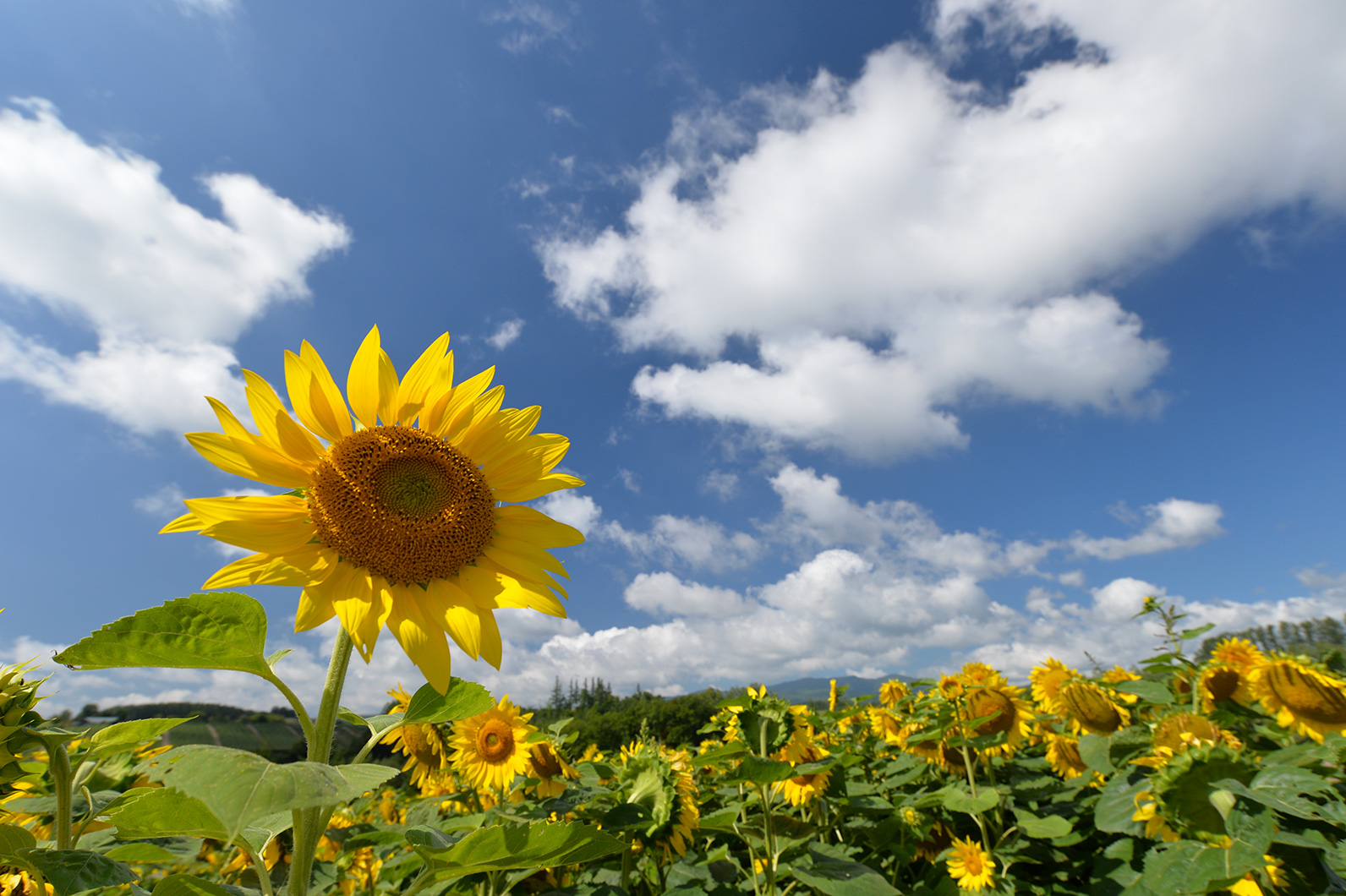 夏に似合うヒマワリ