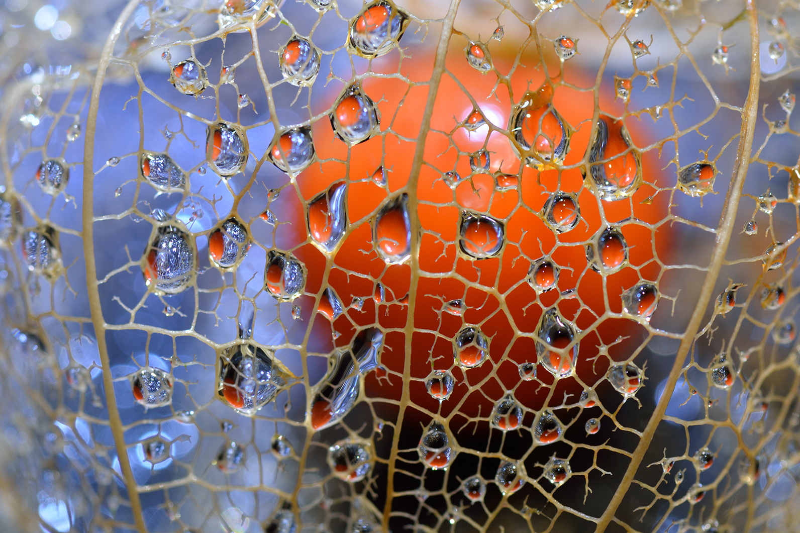 水滴を印象的に撮る