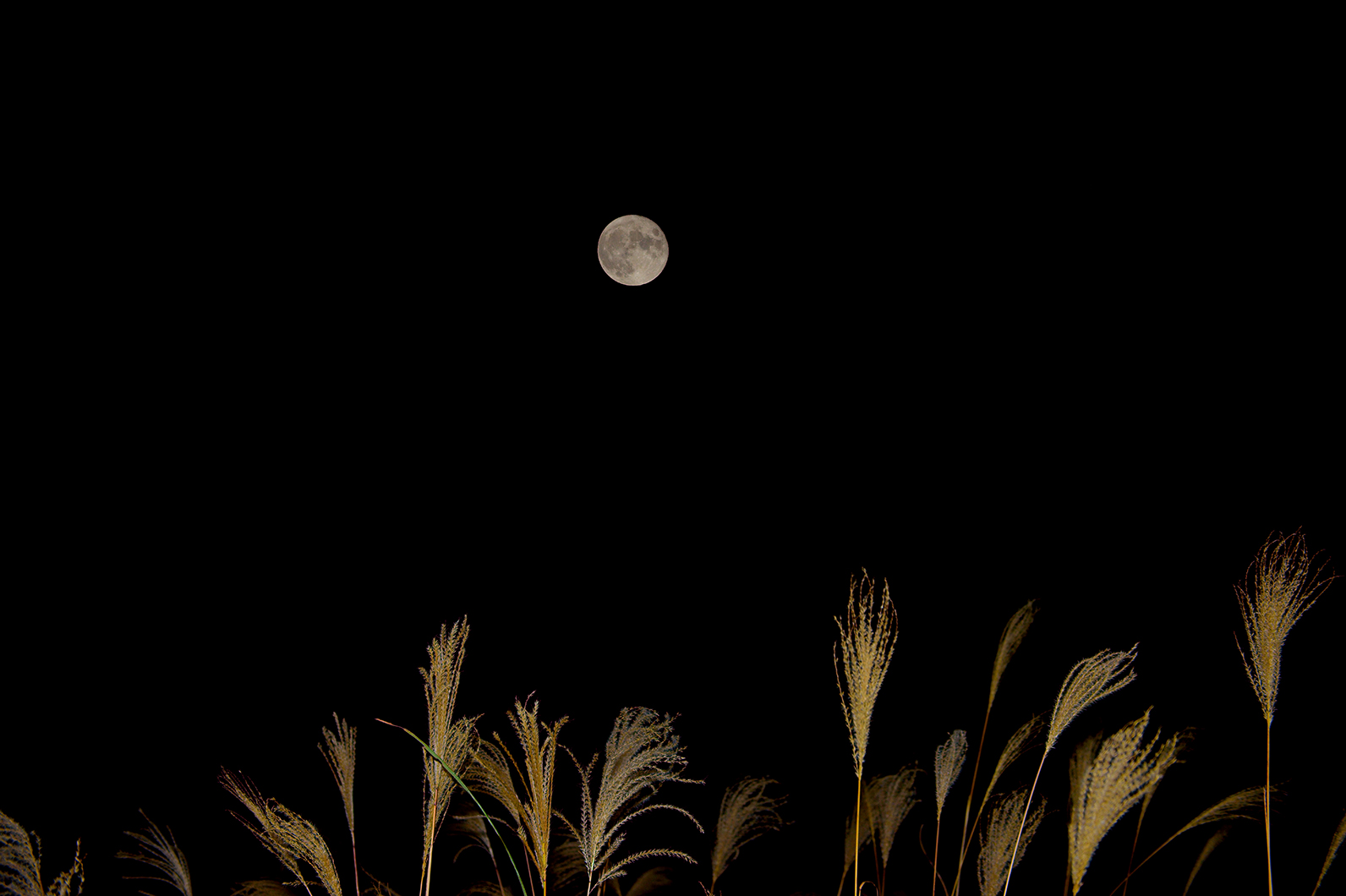 ススキ野に浮かぶ月