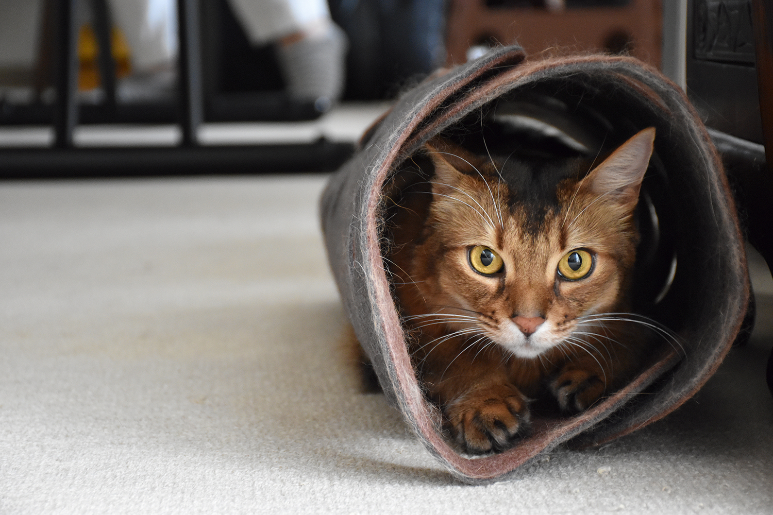 カメラ目線のネコ