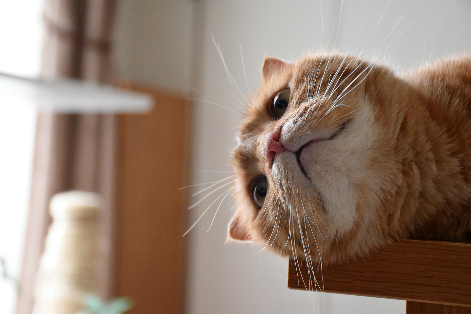 リラックスタイムのネコ