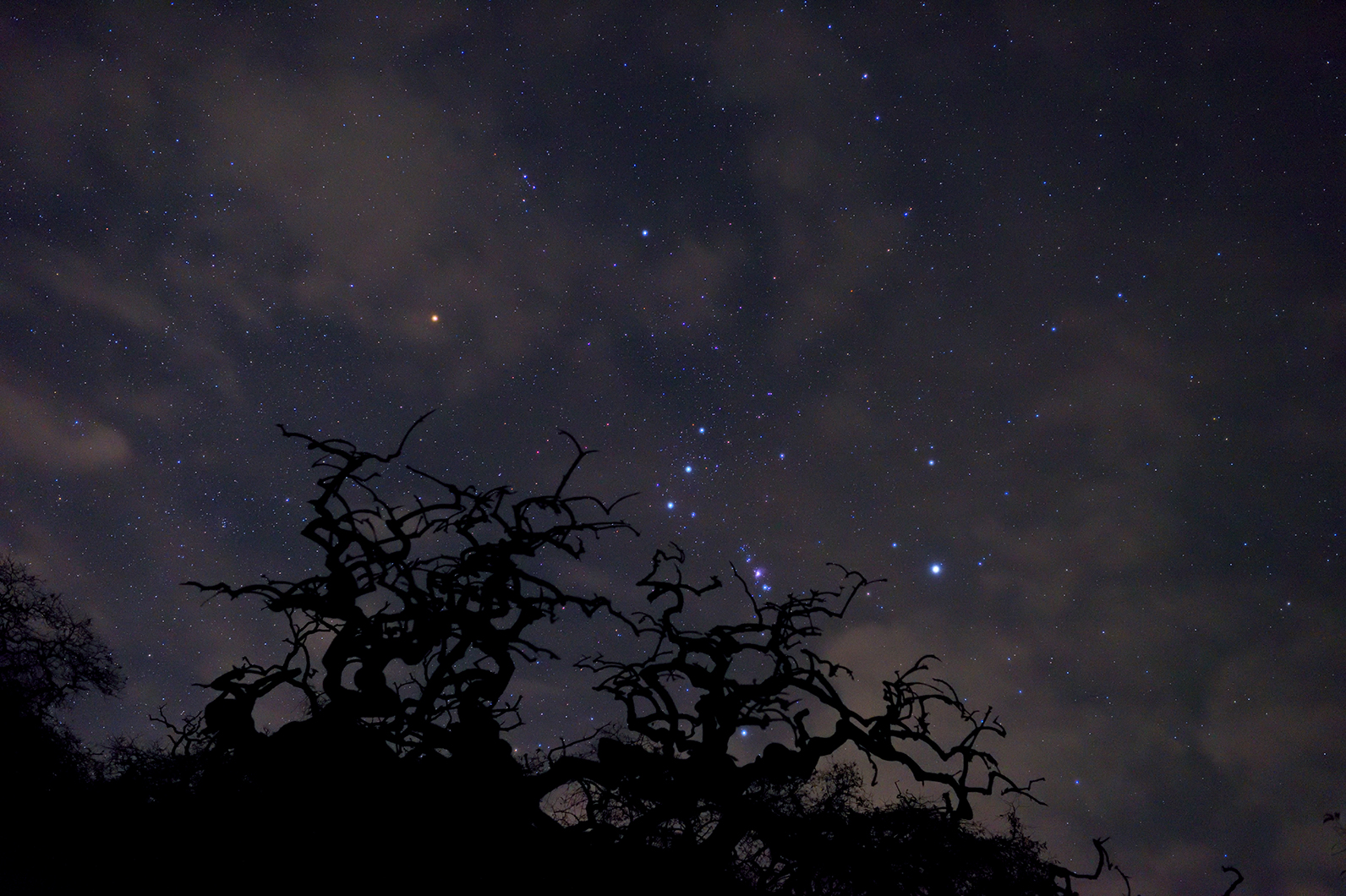 しだれ栗に昇るオリオン