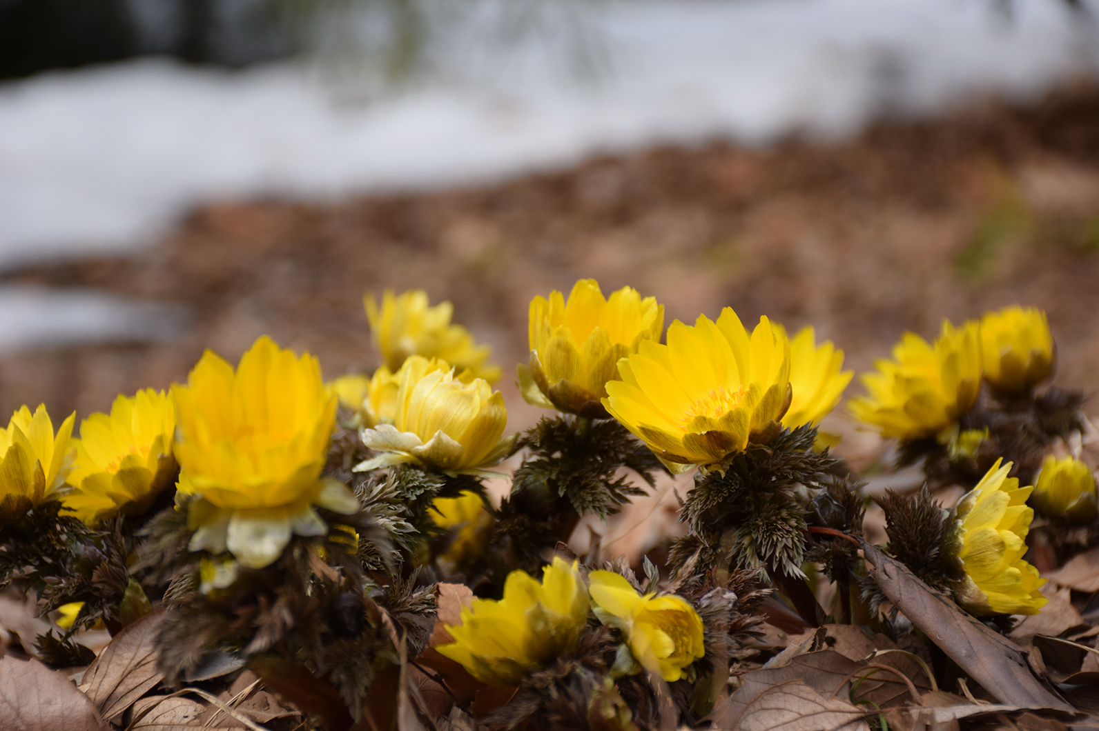 春の到来を告げる福寿草