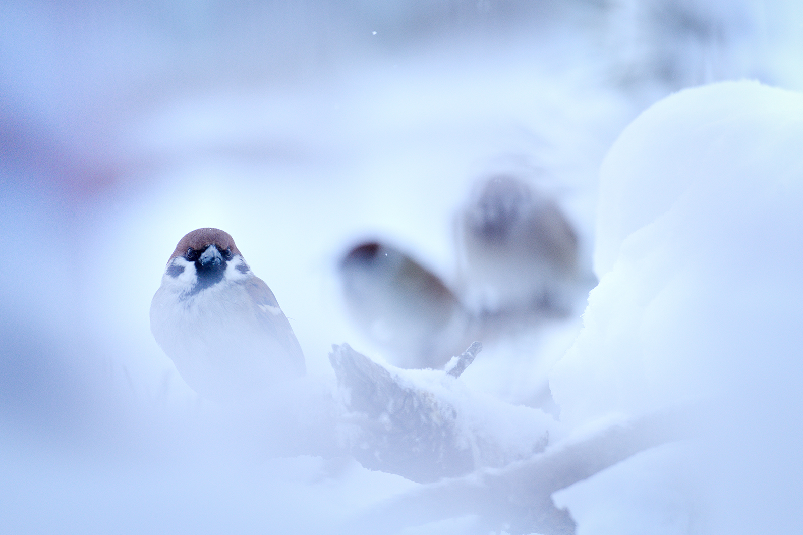 雪景色の中のスズメ