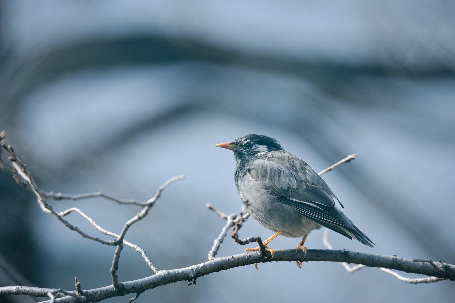 冬の鳥を望遠レンズで捉える