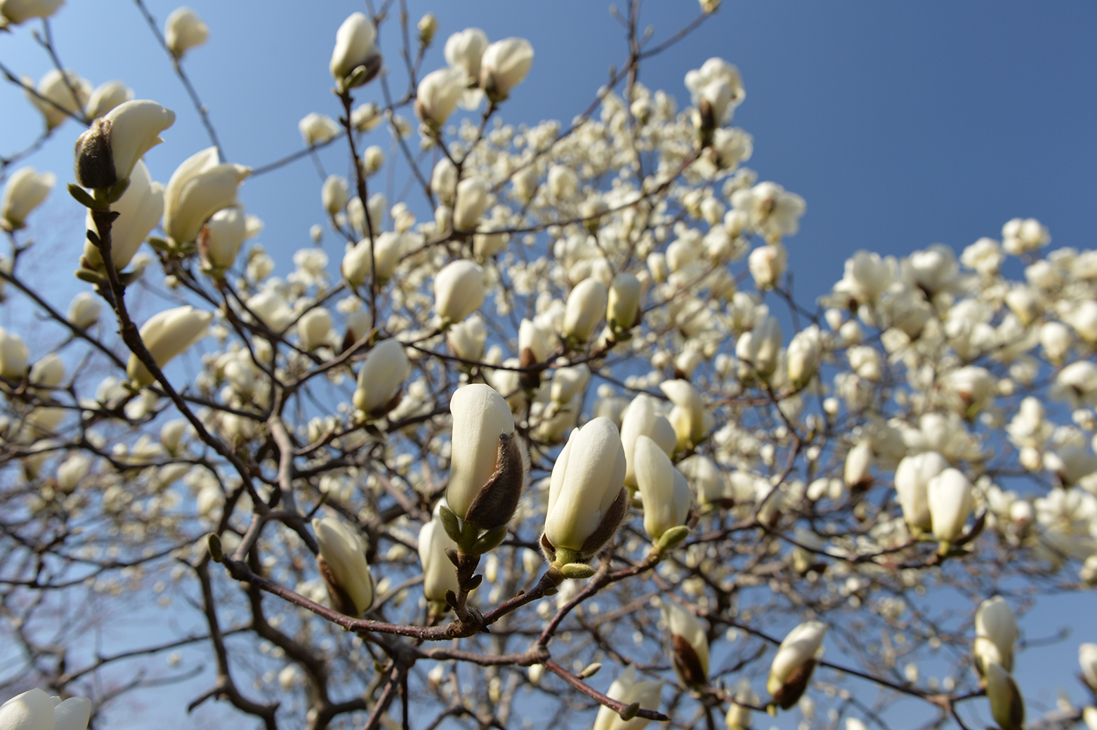 両手で包んだような花、モクレン
