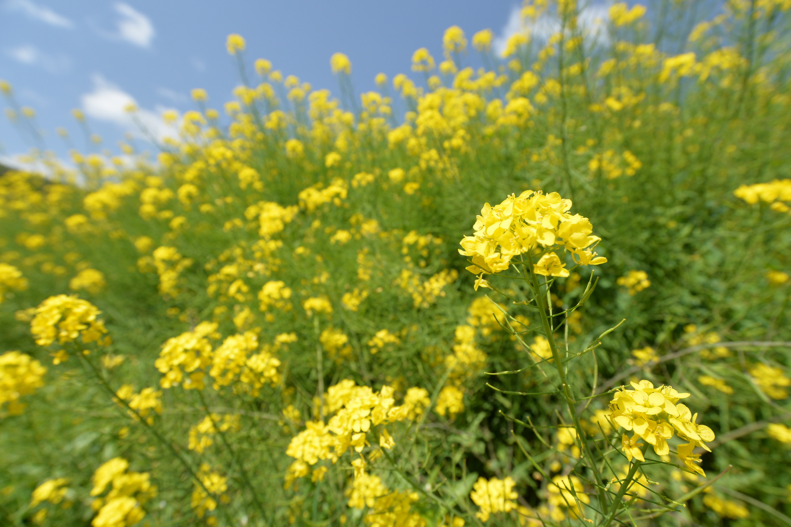 黄色い海を思わせる菜の花