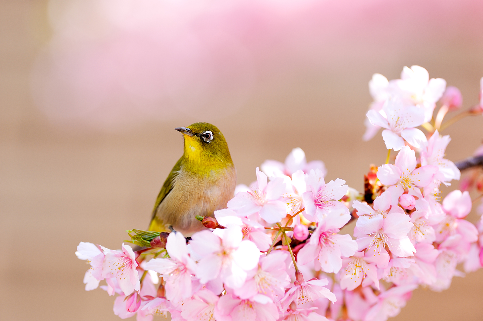 春の彩りと身近な小鳥