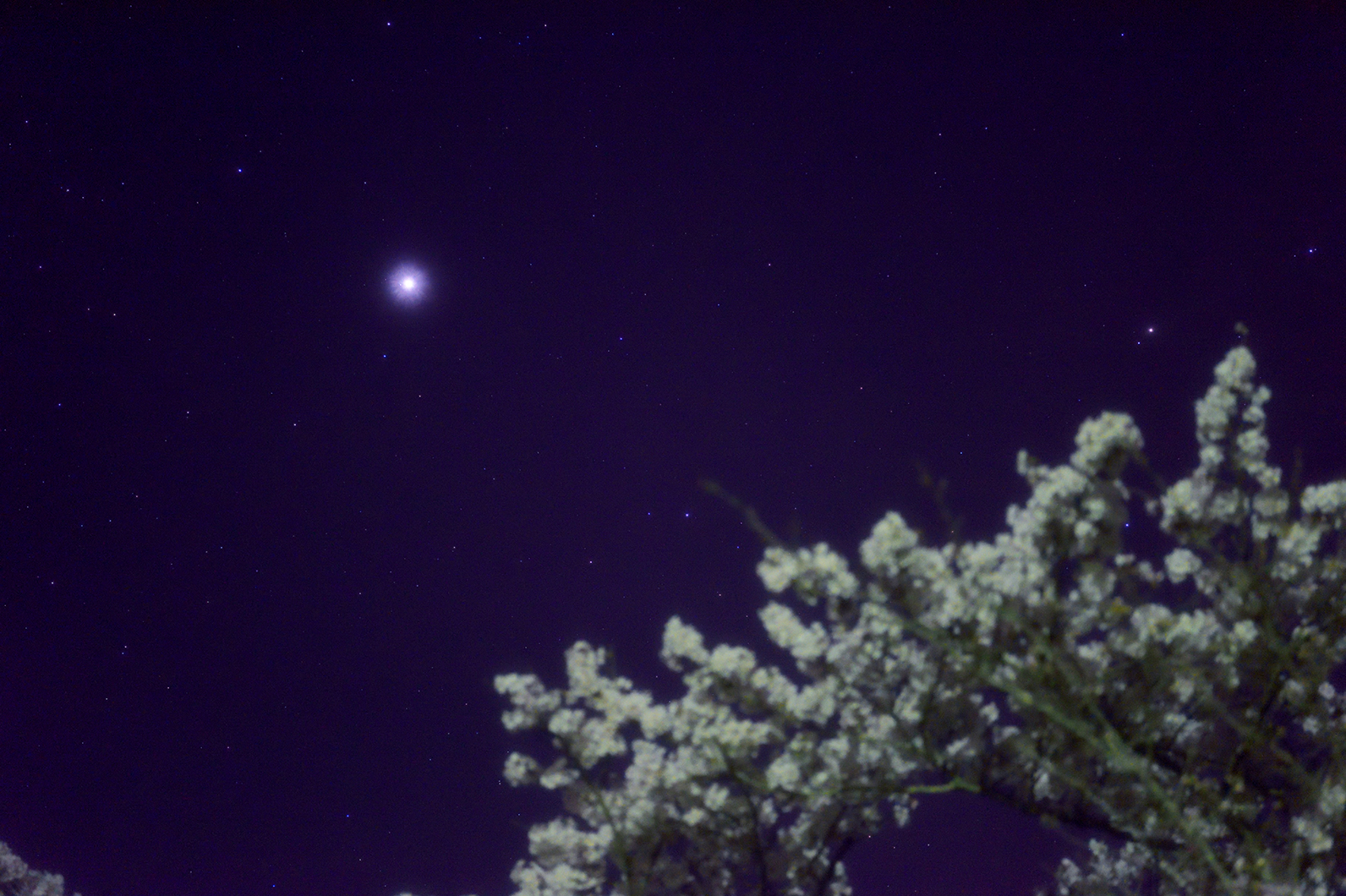 満開桜に輝くジュピター