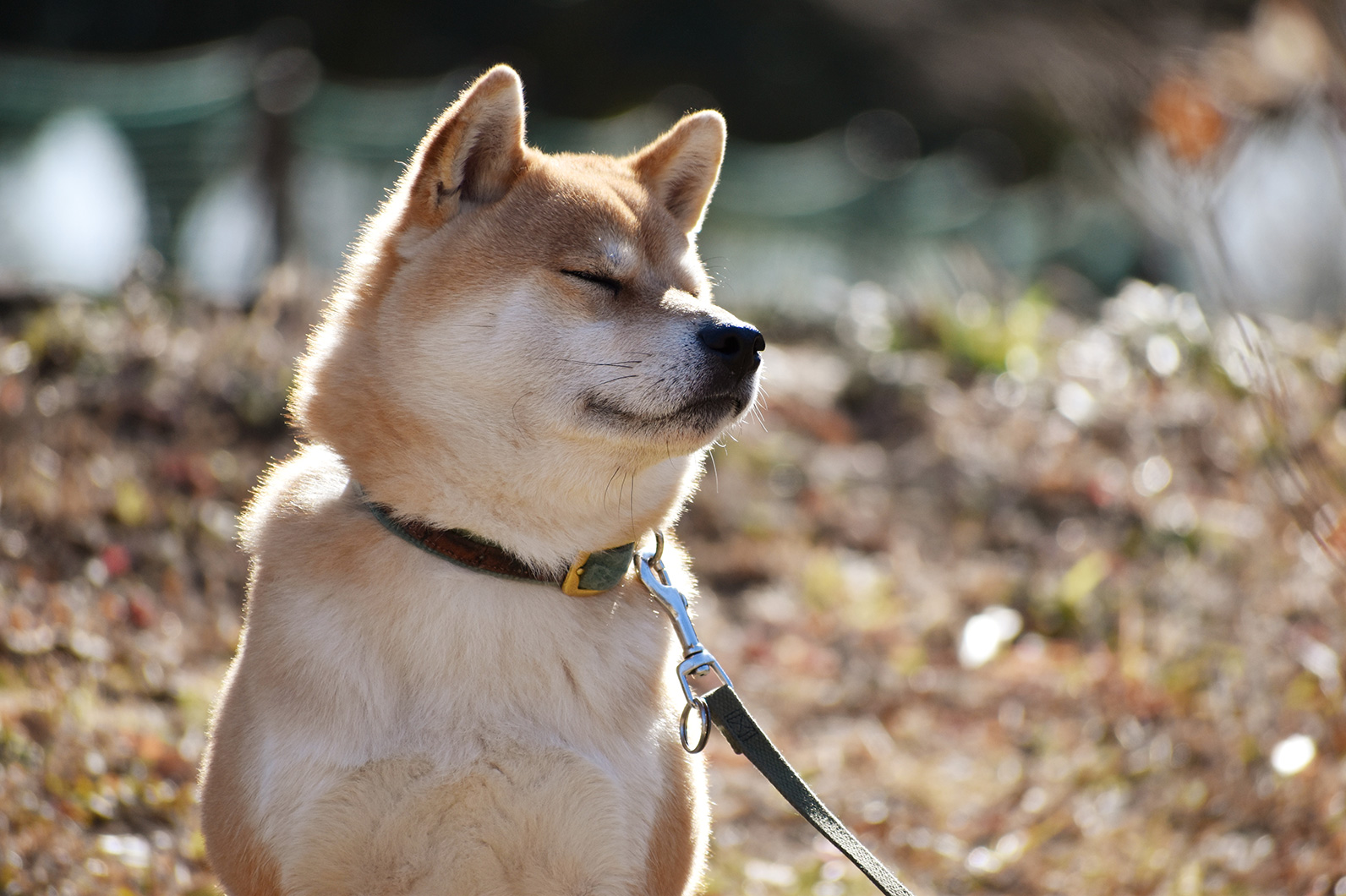 犬の表情にフォーカス