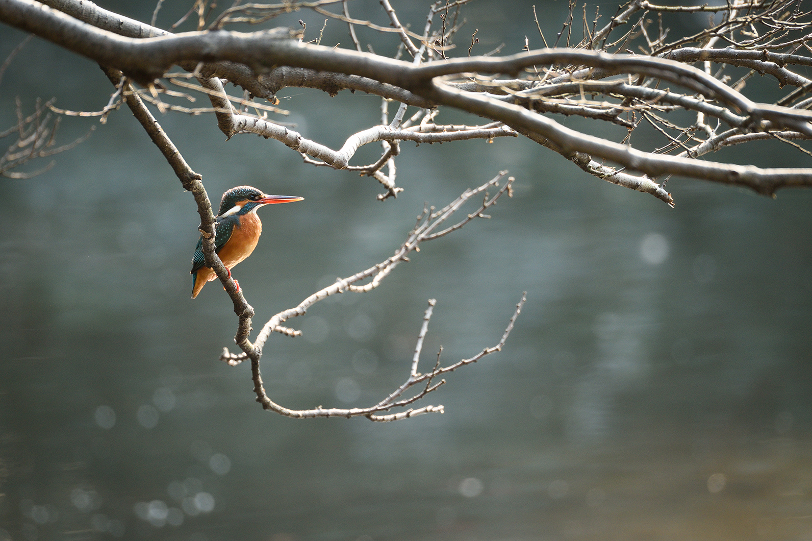 身近な場所で見かけるカワセミ