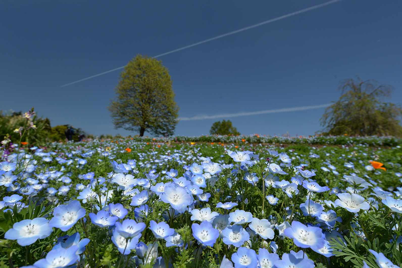 青い妖精、ネモフィラ