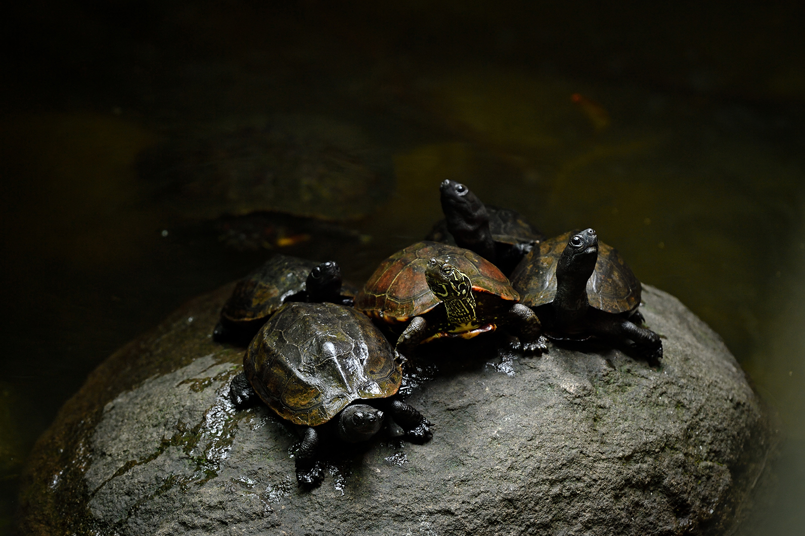 のんびりとした表情が愛らしい亀