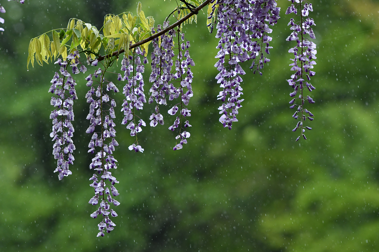 雨に映える草花